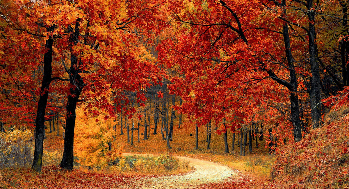 Autumn