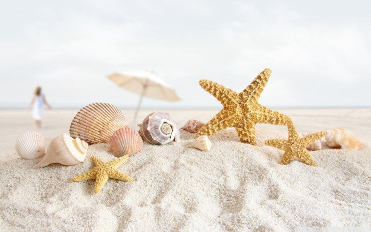 Sea Shells
